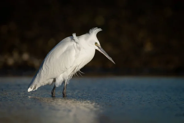 Witte Zilverreiger Het Meer — Stockfoto