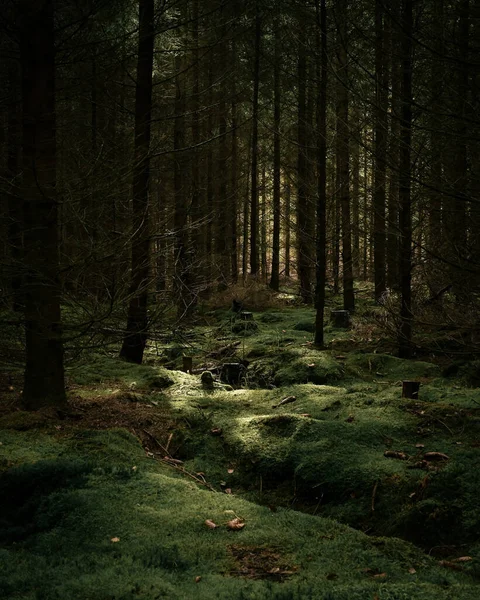Bela Floresta Nas Montanhas — Fotografia de Stock