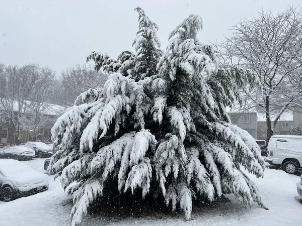 公园里被雪覆盖的树木 — 图库照片