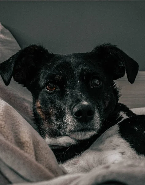 Portrait Noir Blanc Chien Mignon — Photo