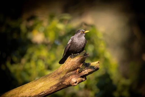 Mooie Opname Van Vogel Natuurlijke Habitat — Stockfoto