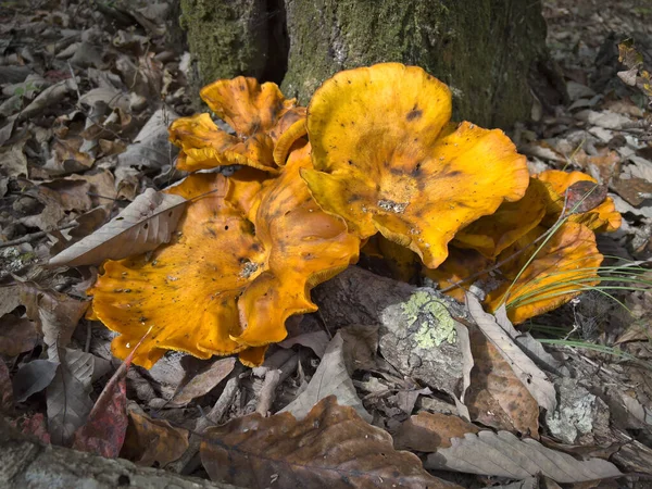 Podzimní Žluté Listy Zemi — Stock fotografie