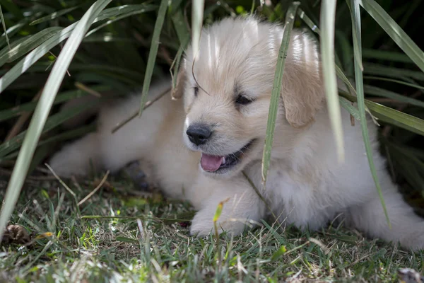 Dog Breed Portrait Cute Puppy — Stock Photo, Image