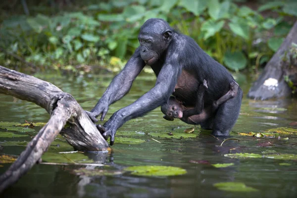 Primer Plano Lindo Chimpancé Bosque — Foto de Stock