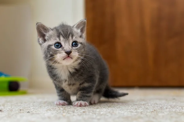 Niedliches Kleines Kätzchen Auf Dem Boden — Stockfoto
