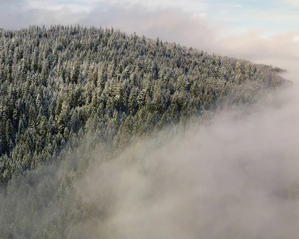 Vista Aérea Floresta Nevoeiro — Fotografia de Stock