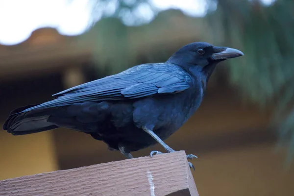 Hermoso Tiro Pájaro Hábitat Natural — Foto de Stock