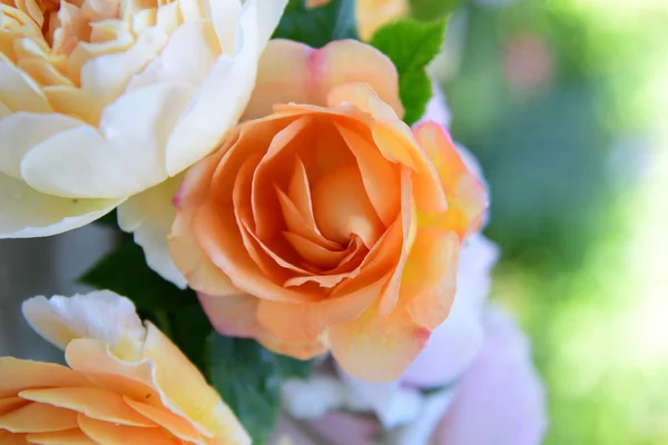 Piękne Róże Ogrodzie — Zdjęcie stockowe