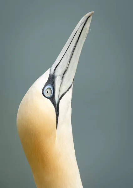 Close Bird — Stock Photo, Image