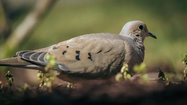 Schöne Aufnahme Eines Vogels Natürlichem Lebensraum — Stockfoto