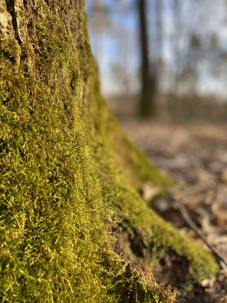 Albero Nella Foresta — Foto Stock