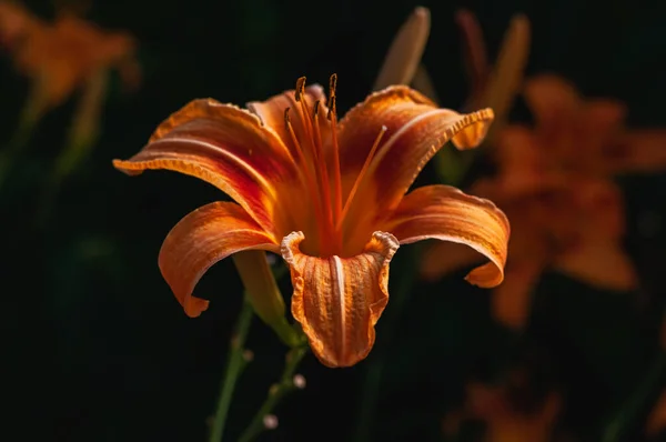 Beautiful Botanical Shot Natural Wallpaper — Stock Photo, Image