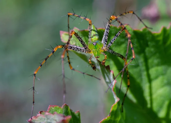 Gros Plan Bel Insecte — Photo