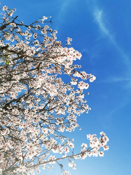 Belles Fleurs Printanières Sur Fond Bleu Ciel — Photo