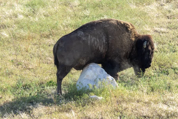 Bison Dans Nature — Photo