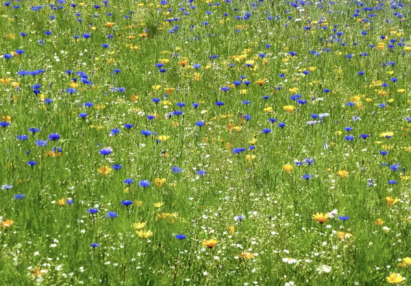 Schöne Blumen Garten — Stockfoto