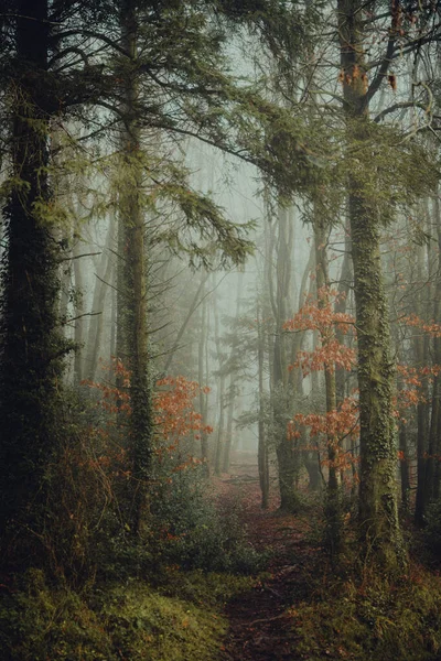 Niebla Bosque Niebla — Foto de Stock