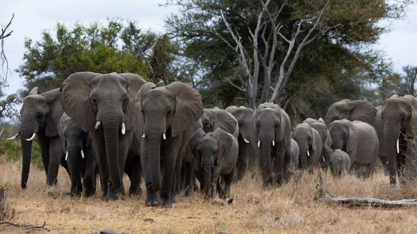 Elefantes Sabana Kenya — Foto de Stock