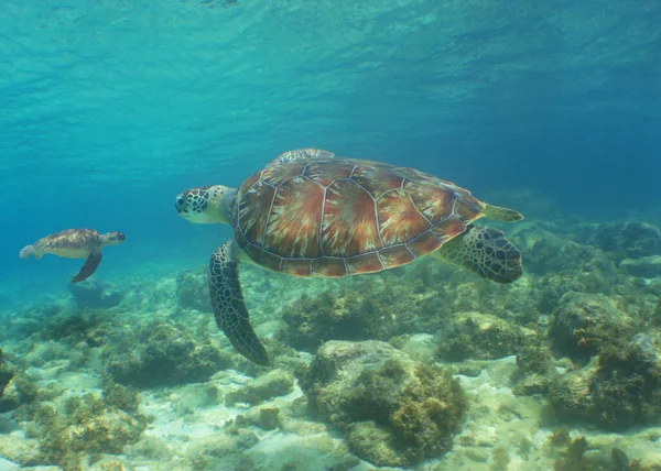 Żółw Pływa Wodzie Morskiej — Zdjęcie stockowe