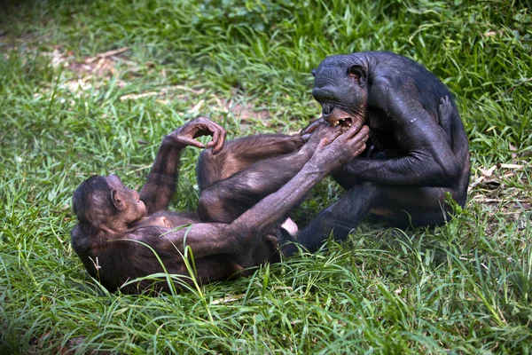 Par Gorila Cabeza Negra Comiéndose Madre Hijo — Foto de Stock