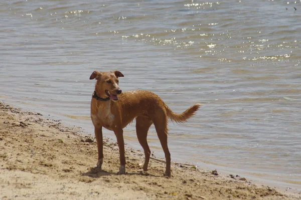 Dog Playing Beach — Stock Photo, Image