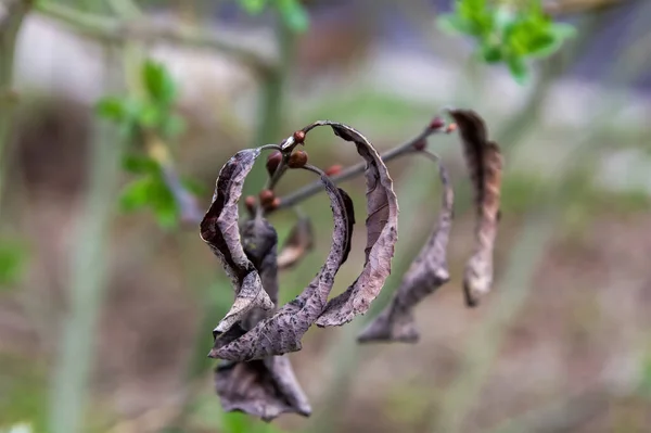 枝の上で花芽のクローズアップがあります — ストック写真