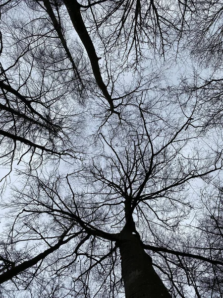 Äste Wald — Stockfoto