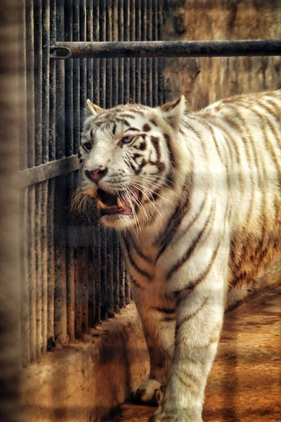 動物園の虎 — ストック写真