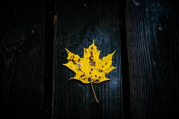 木製の背景の秋のカエデを葉します — Stock fotografie
