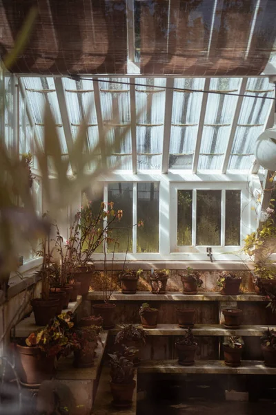 Interior Invernadero Con Una Gran Ventana — Foto de Stock