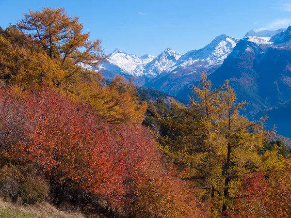 木々や山に囲まれた美しい秋の風景 — ストック写真