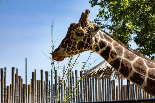 Girafe Dans Zoo — Photo