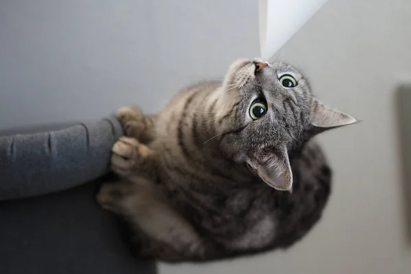 Кошка Пронзительными Глазами — стоковое фото