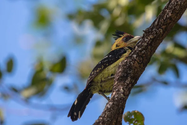 Pájaro Está Sentado Una Rama Árbol Bosque — Foto de Stock