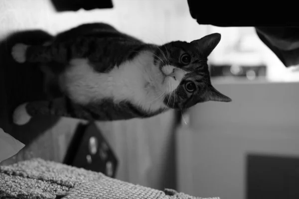 Pisica Alb Negru — Fotografie, imagine de stoc