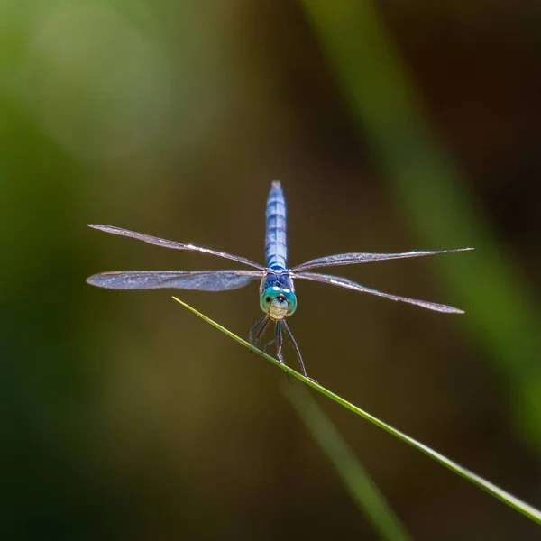 Libélula Sobre Una Hoja Verde — Foto de Stock