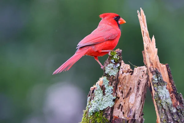 Roșu Cap Kingfisher Cocoțat Ramură — Fotografie, imagine de stoc