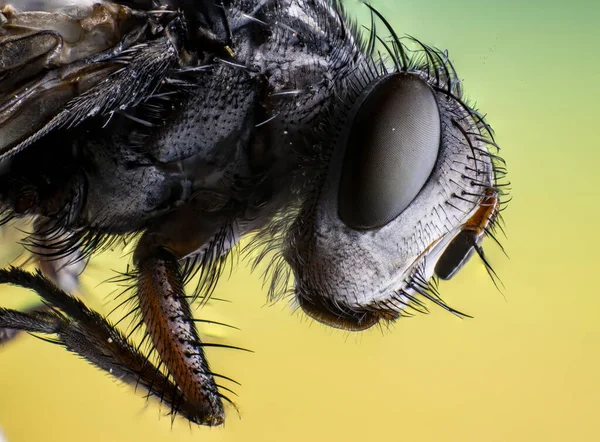 Nahaufnahme Von Insekten Selektiver Fokus — Stockfoto