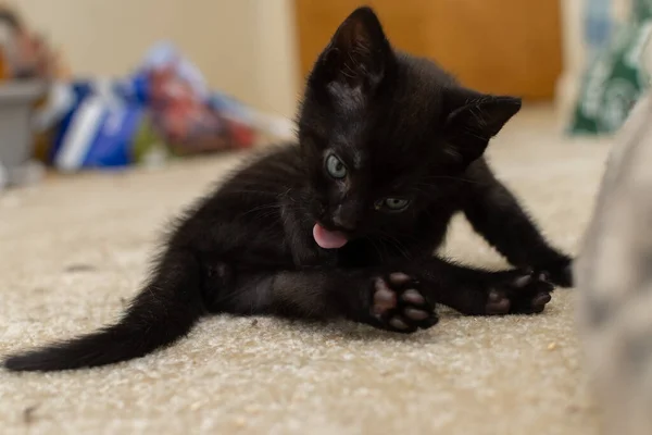 Kara Kedi Yerde Yatıyor — Stok fotoğraf