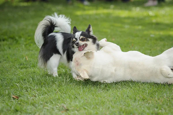 Белая Черная Собака Играющая Симпатичной Кошкой — стоковое фото