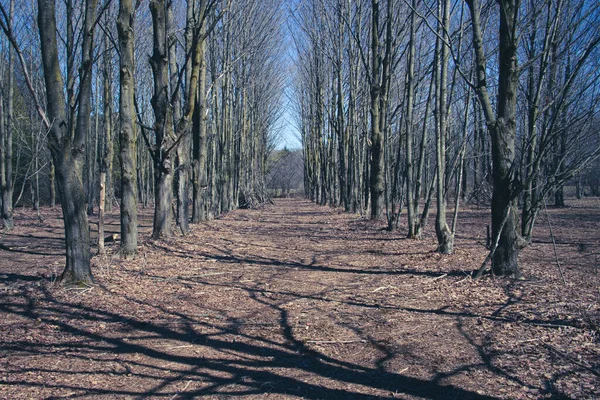 Träd Vårskogen Med Snötäckta Trädstammar — Stockfoto