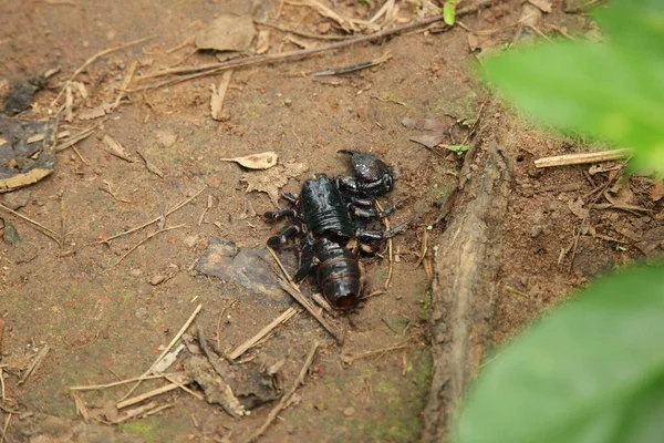 Gros Plan Scorpion Mort — Photo
