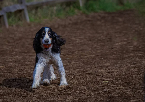 Cane Nel Parco — Foto Stock