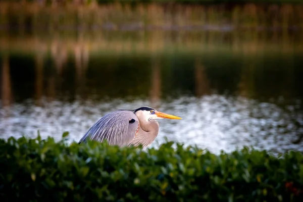 Belo Pássaro Branco Lago — Fotografia de Stock