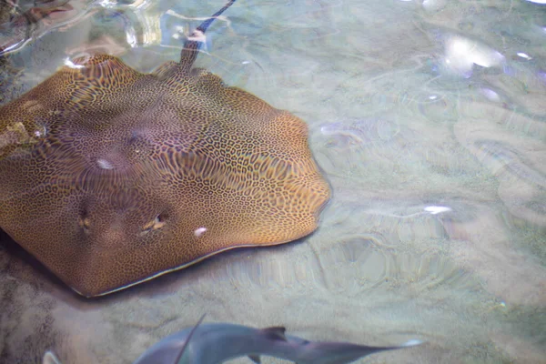 靠近水族馆里的一条鱼 — 图库照片