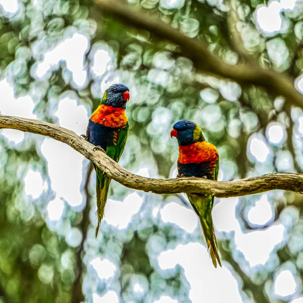 Een Close Van Een Prachtige Vogel Het Park — Stockfoto