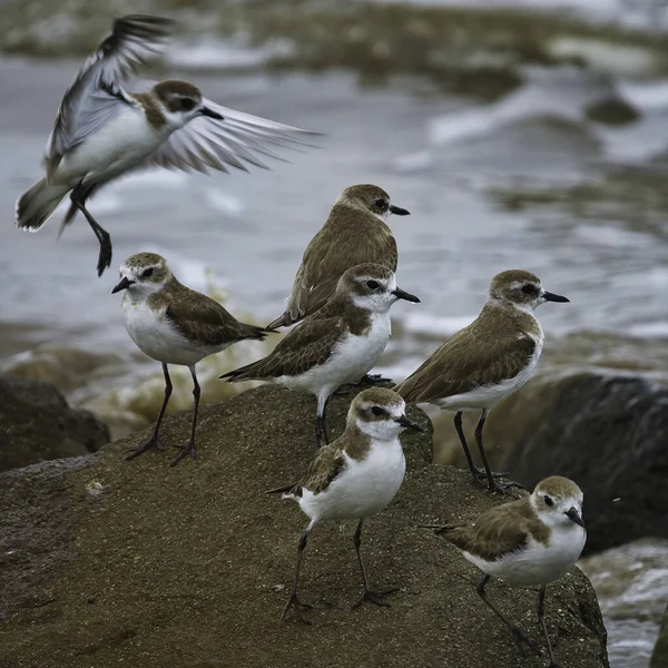 Groupe Mouettes Sur Plage — Photo