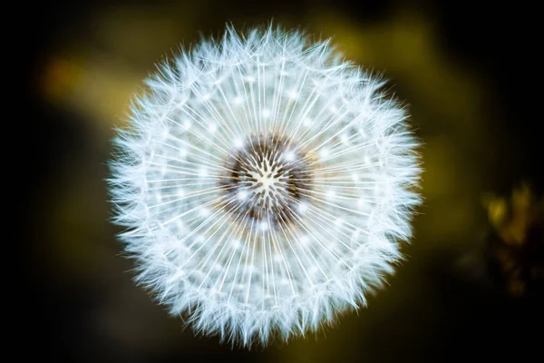 Löwenzahnblüte Auf Schwarzem Hintergrund — Stockfoto