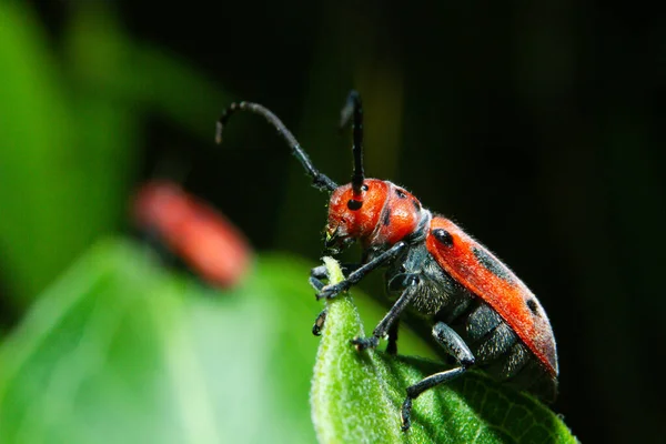 파리의 곤충을 클로즈업 — 스톡 사진