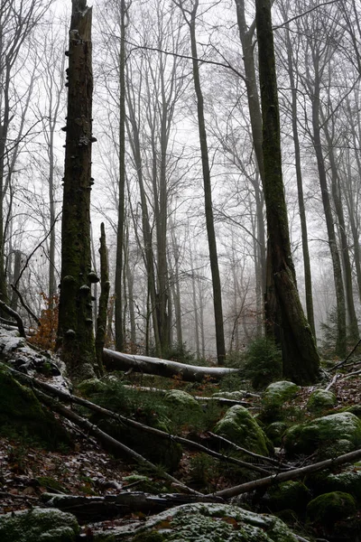 Μια Όμορφη Φωτογραφία Ενός Δάσους Στην Ομίχλη — Φωτογραφία Αρχείου